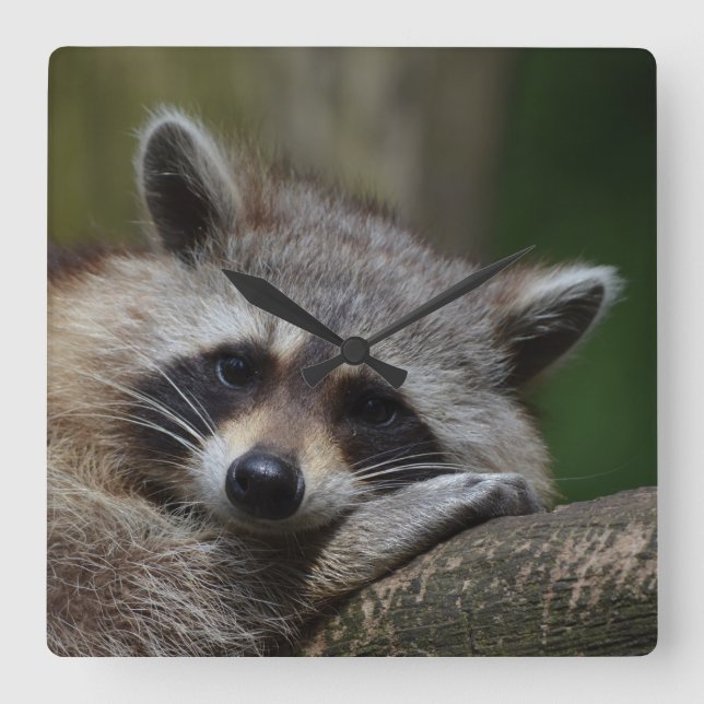 Outrageously Cute Baby Racoon Square Wall Clock (Front)
