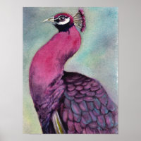 Outstanding Hot Pink Peacock
