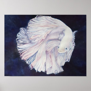 Outstanding White Fighter Fish Poster