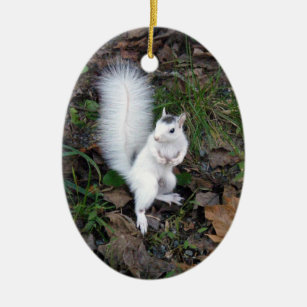 Oval Ornament - Brevard White Squirrel