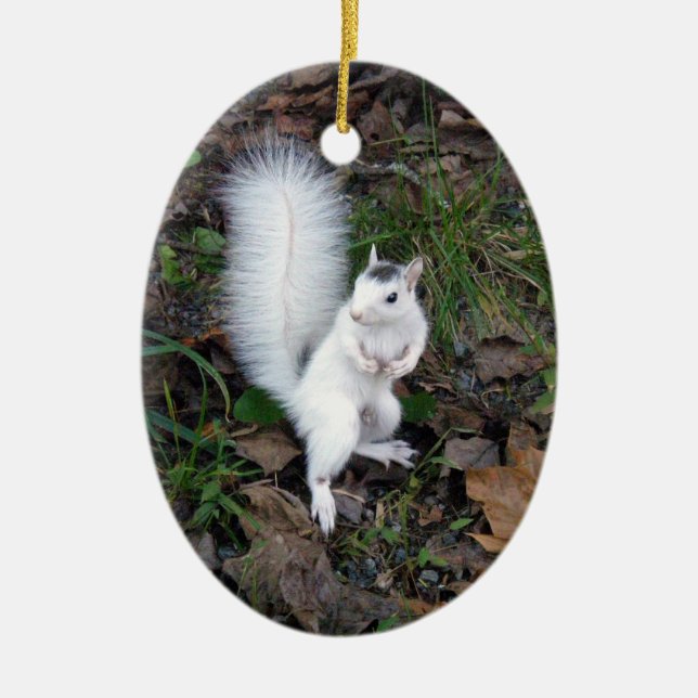 Oval Ornament - Brevard White Squirrel (Front)