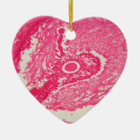 Ovary cells under the microscope.