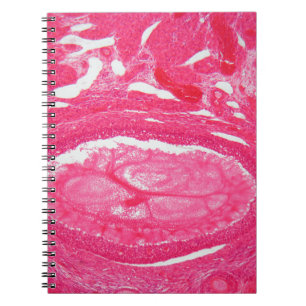 Ovary cells under the microscope. notebook