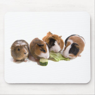 oven guinea pigs who eat, mouse mat