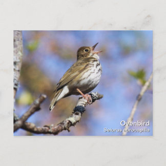 Ovenbird Postcard