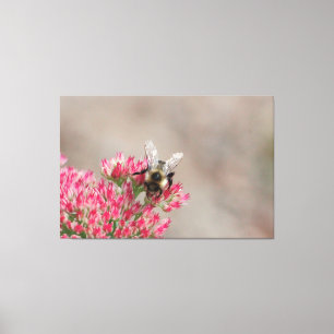 Over Sized Bee Canvas Print