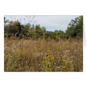 Overgrown Prairie