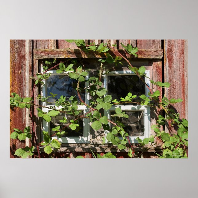 Overgrown Window Poster (Front)