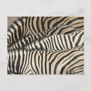 Overhead view of Burchell's Zebra Postcard