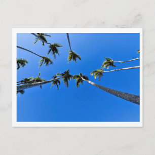 Overhead view of palm trees postcard