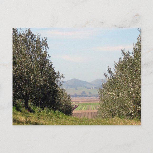 Overlooking San Juan Valley Postcard (Front)