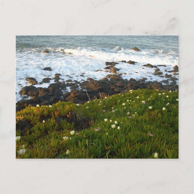 Overlooking the Sea Cliffs in Crescent City Postcard (Front)