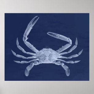Oversized Crab Triptych in Blue Poster