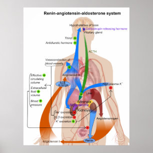 Overview Chart of the Renin-Angiotensin System