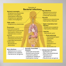 Overview of Bacterial Infections