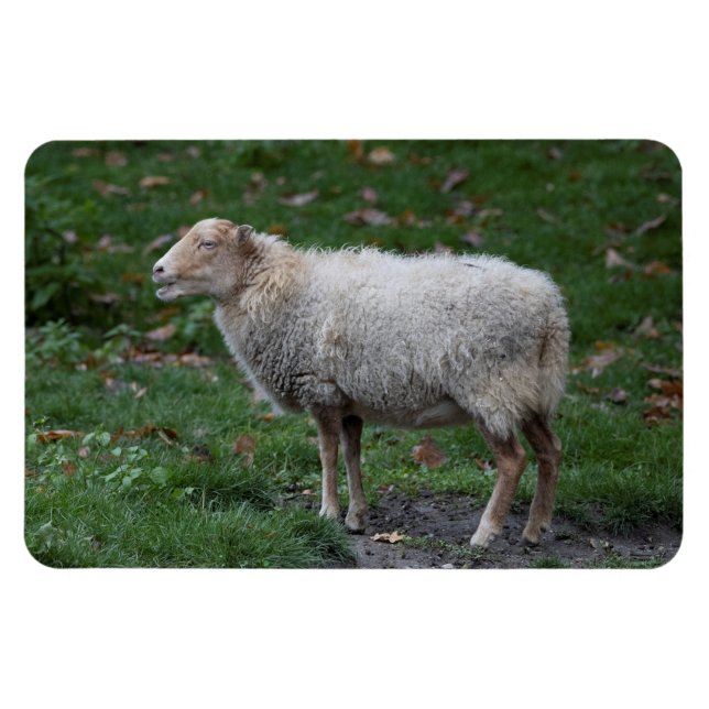 Ovis aries magnet (Horizontal)