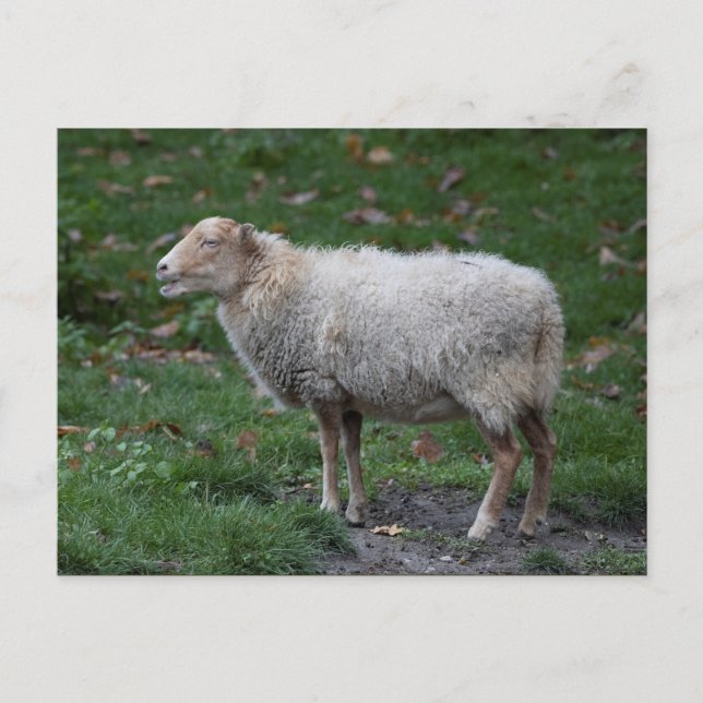 Ovis aries postcard (Front)