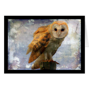 Owl