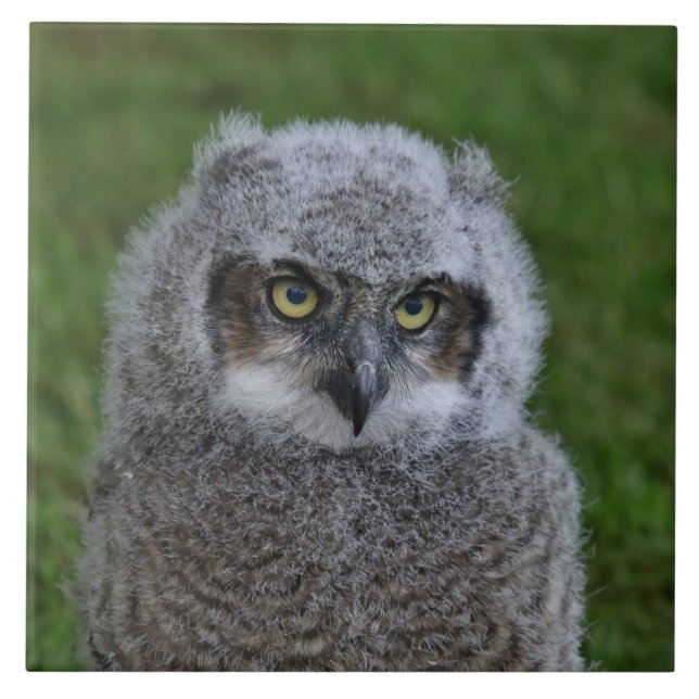 Owl_20180215_by_JAMFoto Tile (Front)