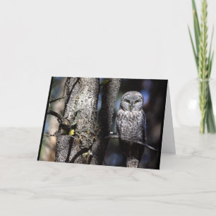 Owl (3) card
