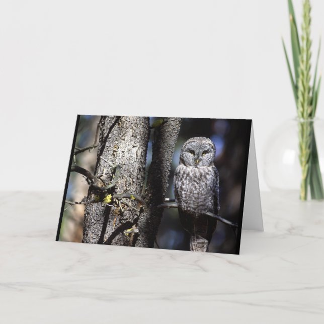 Owl (3) card (Front)