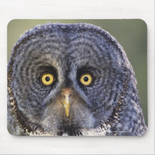 Owl 3 mouse mat