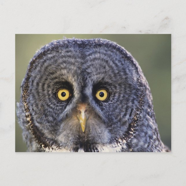 Owl 3 postcard (Front)