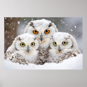 Owl Animal Bird Beauty Freedom Wilderness Wall Art