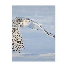 Owl Animal Bird Winter Snow Frozen Ice Cold