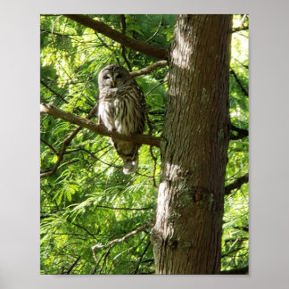 Owl at Van Dusen Botanical Garden Vancouver Canad Poster