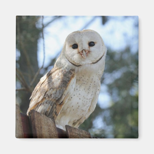 Owl Bird Animal Feathers Nature Peace Love Destiny Magnet (Front)