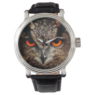 owl bird eyes eagle watch