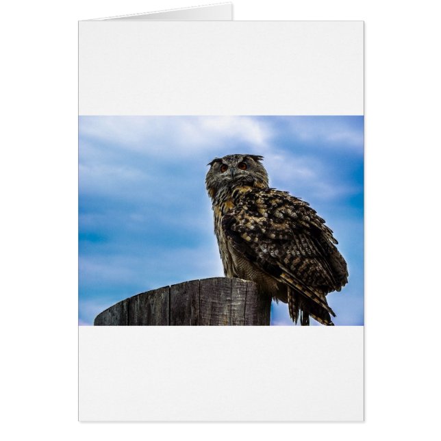 Owl Bird Feathers Animal Nature Destiny Peace Love (Front)