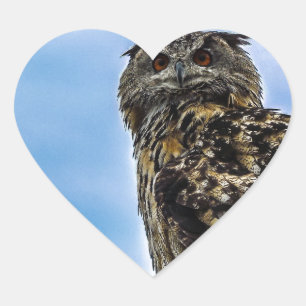 Owl Bird Feathers Animal Nature Destiny Peace Love Heart Sticker