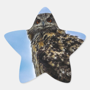 Owl Bird Feathers Animal Nature Destiny Peace Love Star Sticker