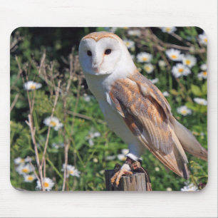 owl, bird, wildlife mouse mat