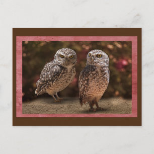 Owl Buddies Postcrossing Postcard