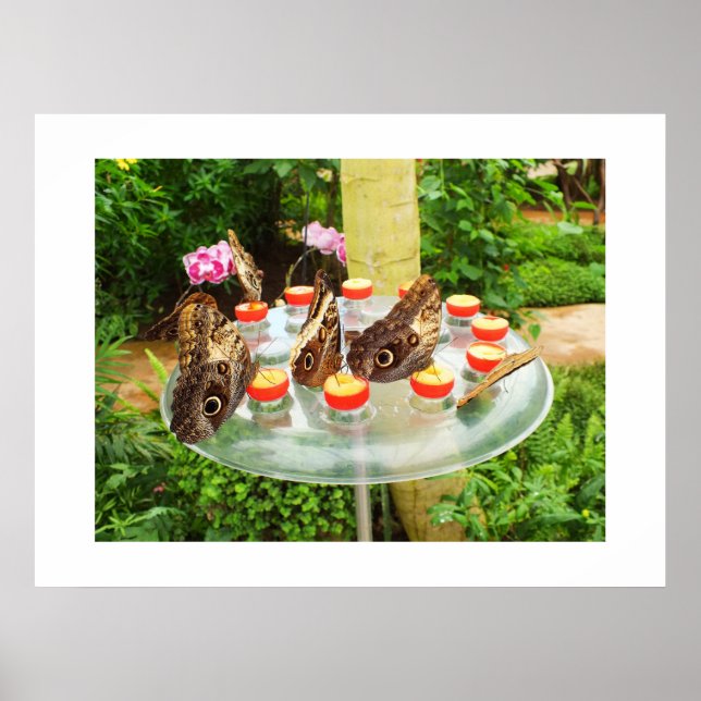 Owl butterflies poster (Front)