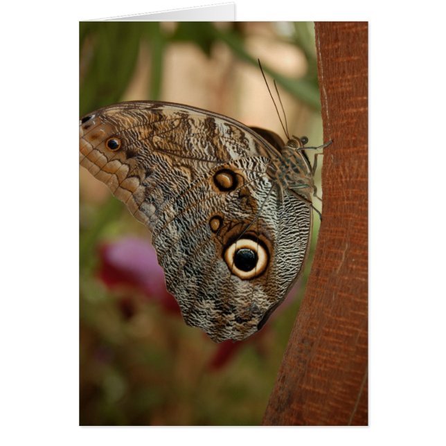 Owl Butterfly (Front)