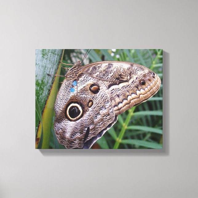 Owl Butterfly Canvas Print (Front)