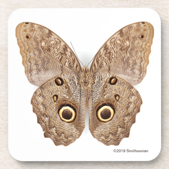 Owl Butterfly Coaster (Front)