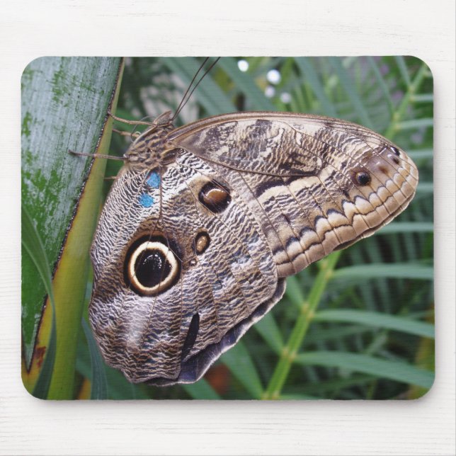 Owl Butterfly Mouse Mat (Front)