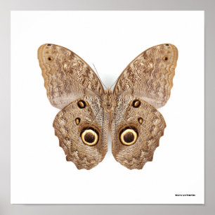 Owl Butterfly Poster