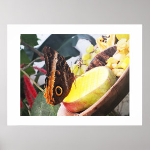 Owl butterfly poster