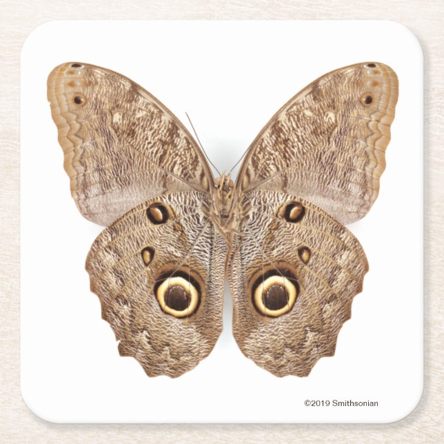 Owl Butterfly Square Paper Coaster (Front)