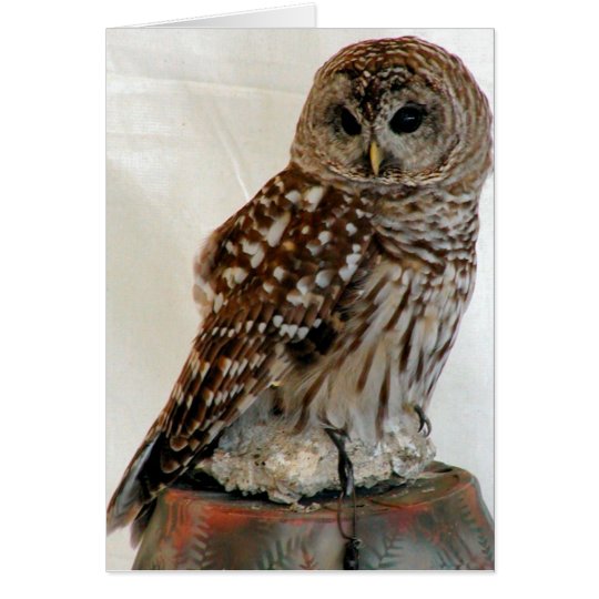 Owl Card
