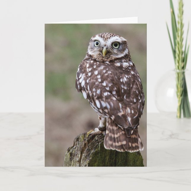 Owl Card (Front)