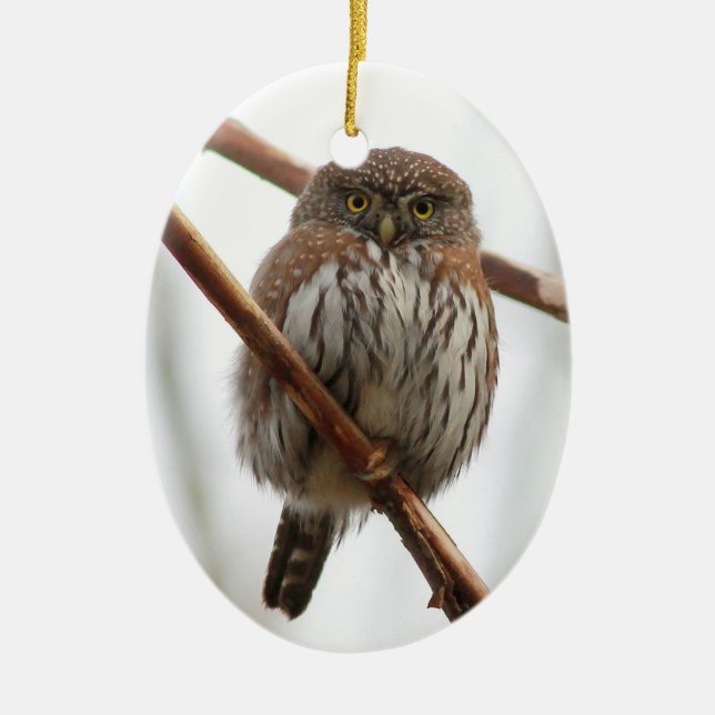Owl Christmas Ornament - Northern Pygmy-Owl (Front)
