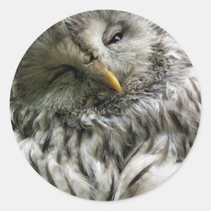 OWL CLASSIC ROUND STICKER