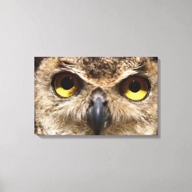 Owl Close-Up Canvas Print (Front)